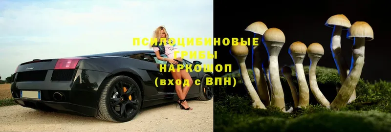 купить закладку  Белебей  omg зеркало  Псилоцибиновые грибы Psilocybe 